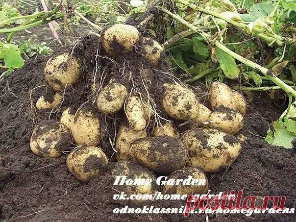 Голландская технология выращивания картофеля