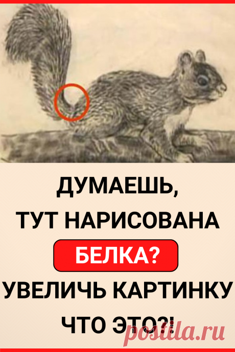 Думаешь, тут нарисована белка? Увеличь картинку. Что это?!
#интересное #самое_интересное #факты #интересные_факты