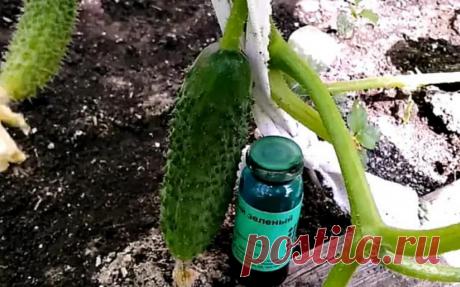 Бриллиантовая зелень весной уезжает в огород. С ней огурцы не болеют