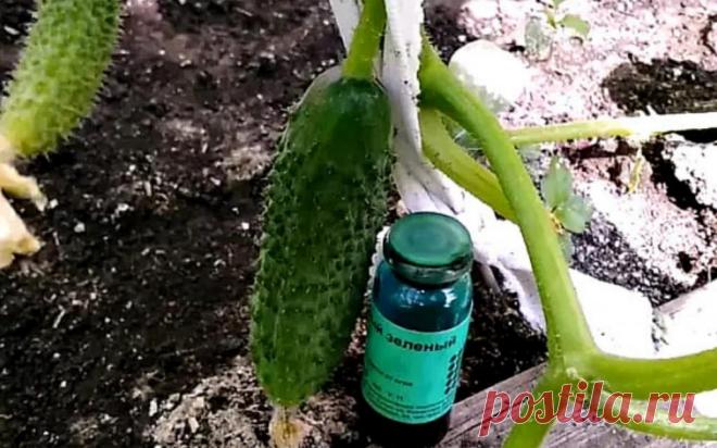 Бриллиантовая зелень весной уезжает в огород. С ней огурцы не болеют
