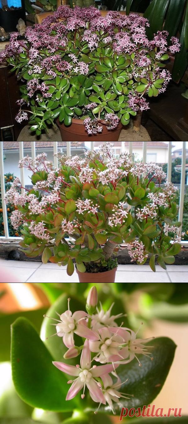 Как добиться цветения Денежного дерева❓