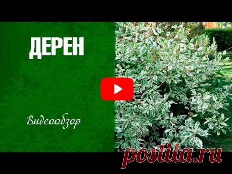 Дерен ✅ Сорта ✅ Как украсить сад декоративным кустарником?