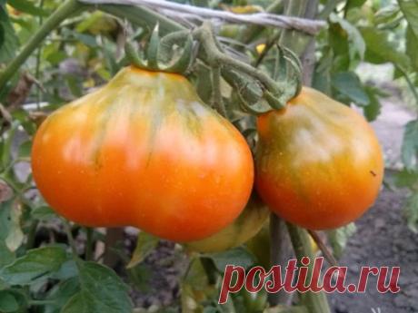 Хранение свежих помидор