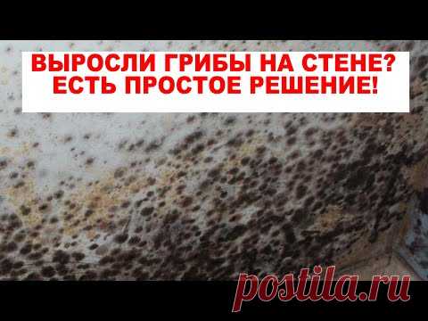Как НАВСЕГДА избавиться от ПЛЕСЕНИ, ГРИБКА, МХА на стенах в ванной, кухне и других поверхностях