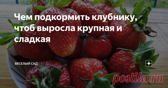 Чем подкормить клубнику, чтоб выросла крупная и сладкая Для клубники специально выделила всего пару грядок на своей даче и каждый год получаю шикарный урожай, даже несмотря на небольшое количество выделенного пространства. Далее расскажу все накопленные годами лайфхаки для большого урожая клубники на даче (Калужская область).  Чтоб выросла вот такая крупная ягода, провожу 3 этапа подкормок. В начале весны, провожу первые подкормки.  Разбрасываю селитру, а вместе со снегом ...