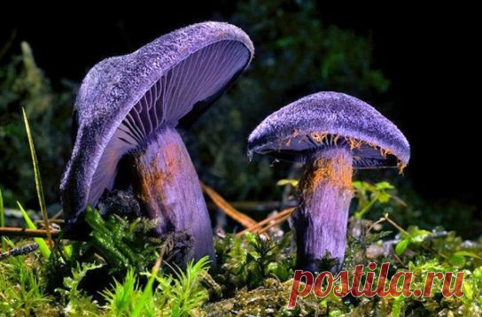 Паутинник фиолетовый - фото и описание съедобного гриба из Красной книги, где растет и как готовить