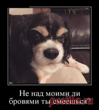 Демотиваторы-приколы Сегодня мы собрали для вас демотиваторы которые гарантировано поднимут ваше настроение и вызовут улыбки.
Смешные демотиваторы - приколы никого не смогут оставить равнодушными.