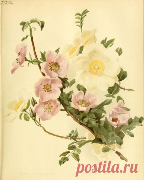 Найдено на сайте archive.org.