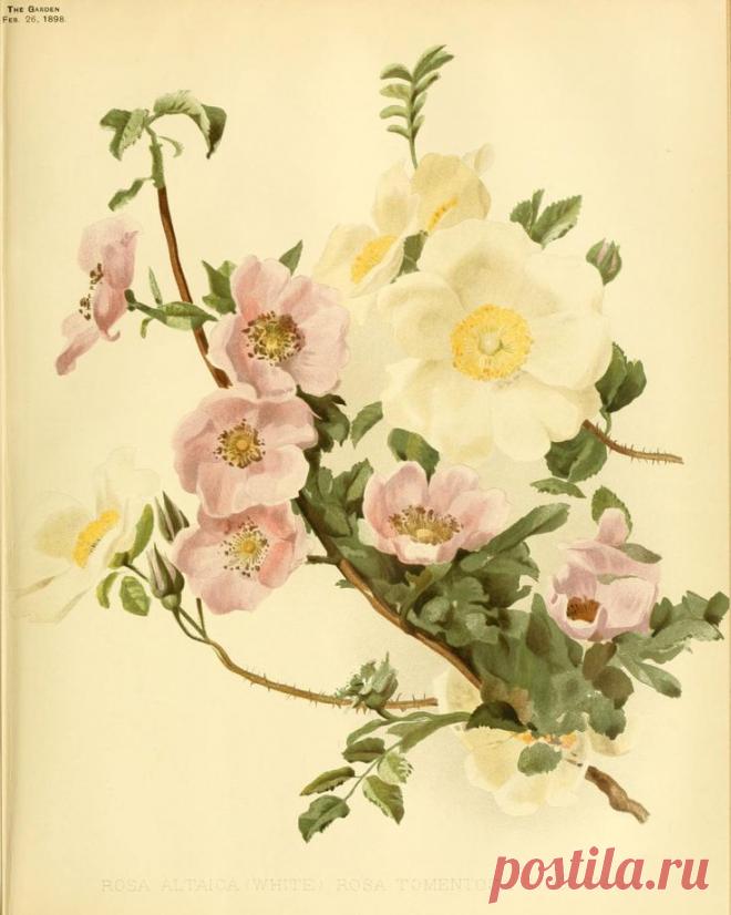 Найдено на сайте archive.org.