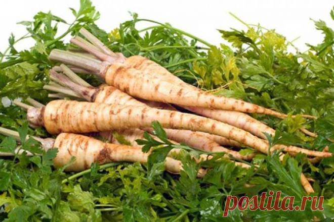 Что за заморское чудо пастернак? // KP.RU