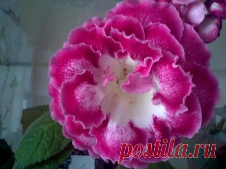 Глоксиния из семян! 🌺