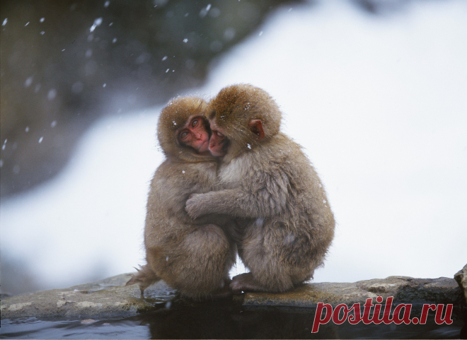 Замёрзшие обезьянки в Новый год