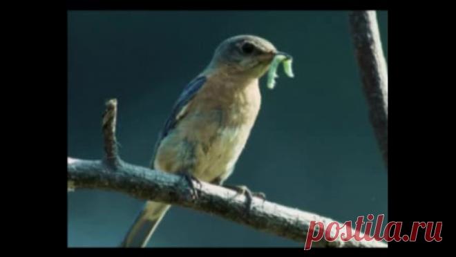 Занимательное ПРИРОДОВЕДЕНИЕ для малышей в 