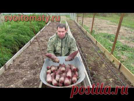 Удобрение, выращивание свеклы: столовой, сахарной, кормовой