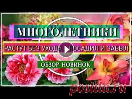 Эти Многолетники из серии Посадил и Забыл- очень не прихотливые Многолетники для Вашего сада, Они Вас не разочаруют и будут радовать Вас весь Сезон. Е...
