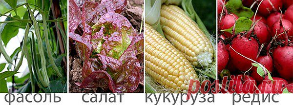 Чередование культур в огороде (что можно сажать после чего).