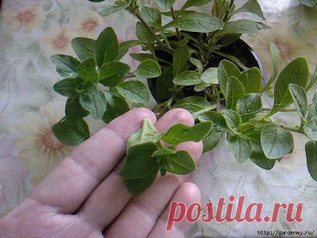 Советы дня - Как правильно проводить прищипку петунии.