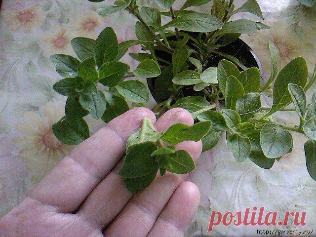 Советы дня - Как правильно проводить прищипку петунии.