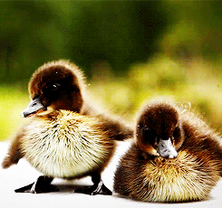 Cute GIF - Find & Share on GIPHY