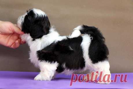 (38) Светлана Михайлова