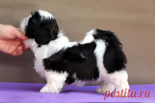 (38) Светлана Михайлова