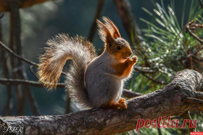 Фото: Белка в контражуре. Фотолюбитель Павел Петрович Руденко. Фото животных. Фотосайт Расфокус.ру