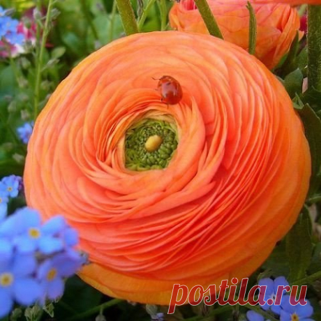 Мой Мир@Mail.Ru