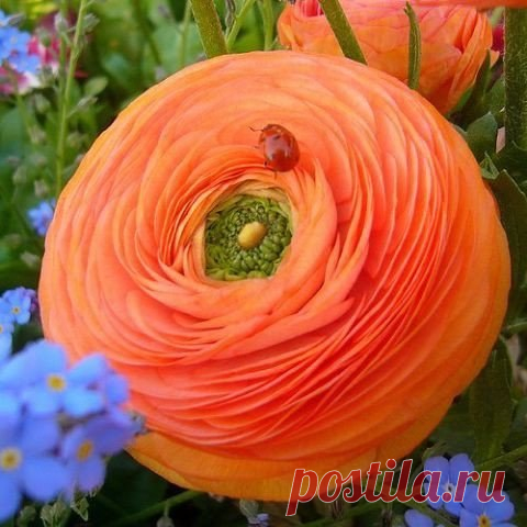 Мой Мир@Mail.Ru