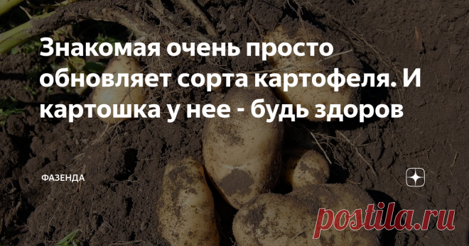 Знакомая очень просто обновляет сорта картофеля. И картошка у нее - будь здоров Судя по отзывам, у всех у нас, огородников, разные подходы к подбору сортов картофеля. До сих пор люди днем с огнем ищут Лапоть и Сынка, а стоят ли они того?
