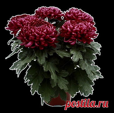 Картинки PNG GIF