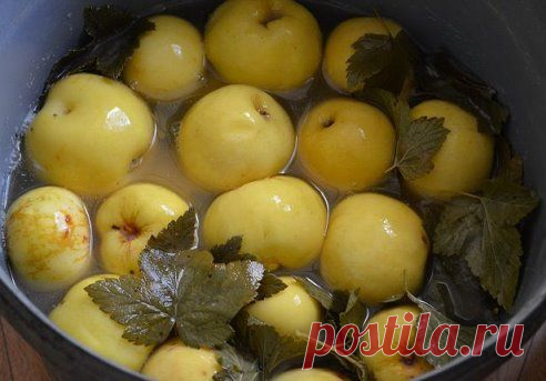 Моченые яблоки! Самые лучшие рецепты!