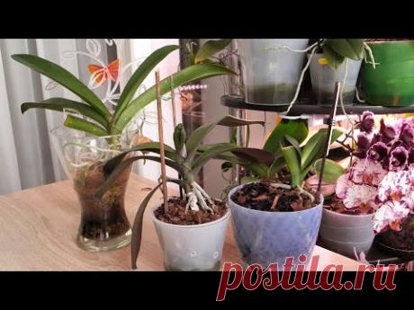Лечит ПРАКТИЧЕСКИ ВСЁ на орхидеях. Результаты. Действие. Эффективность ВЫСОКАЯ. Топсин М.
