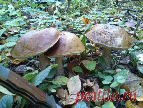 ВСЁ ЛУЧШЕЕ ИЗ YOU TUBE (16 плюс)
олег козлов