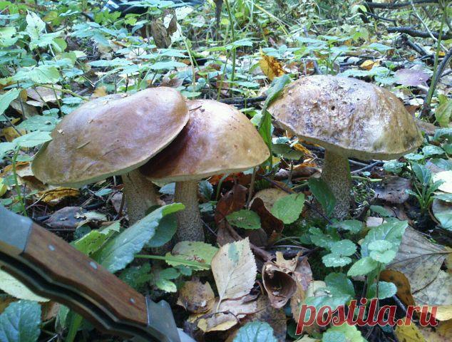 ВСЁ ЛУЧШЕЕ ИЗ YOU TUBE (16 плюс)
олег козлов