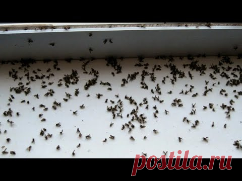 Как НАВСЕГДА избавиться от МУХ