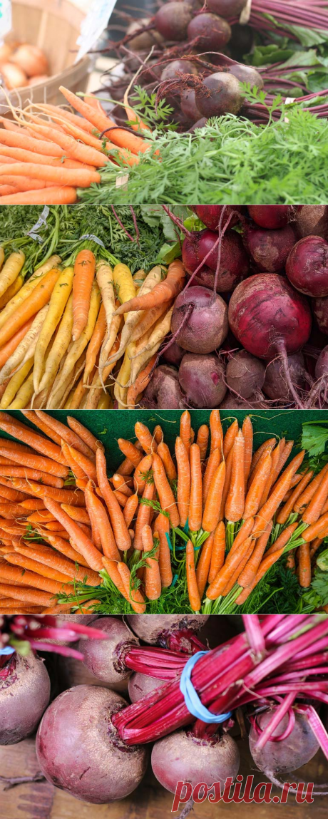 Когда убирать морковь и свеклу с грядки чтобы сохранить на зиму