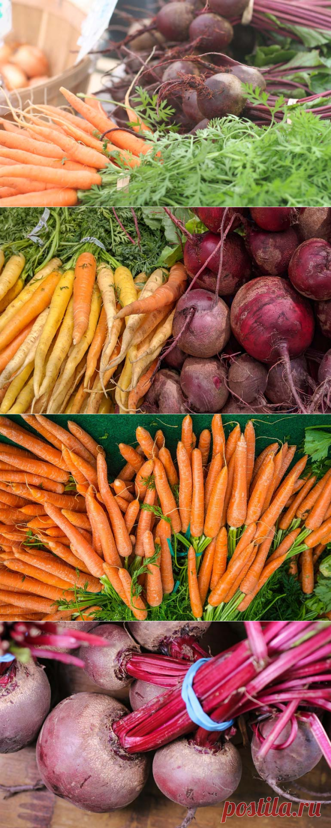 Когда убирать морковь и свеклу с грядки чтобы сохранить на зиму