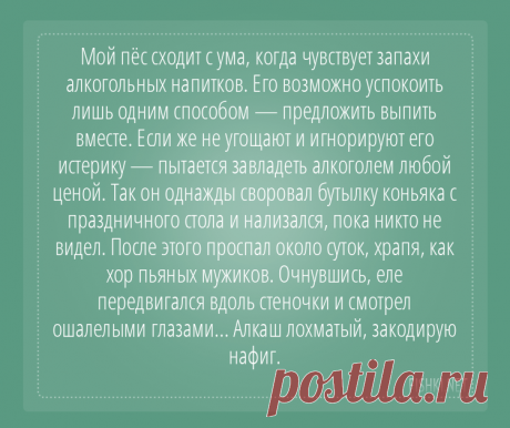 Пользователи интернета поделились забавными историями, которые произошли с их собаками