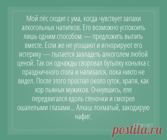 Пользователи интернета поделились забавными историями, которые произошли с их собаками