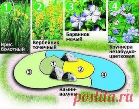 Красивые клумбы из многолетних цветов. Готовые схемы.