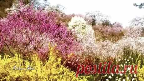 Andre Rieu - Nightingale Serenade (Toselli Serenade)[1]