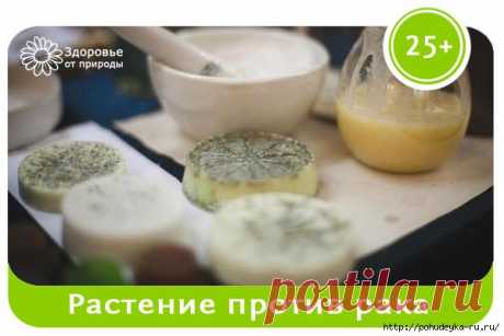 Полынь - растение, убивающее 98% раковых клеток за 16 часов!
