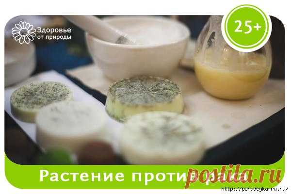 Полынь - растение, убивающее 98% раковых клеток за 16 часов!