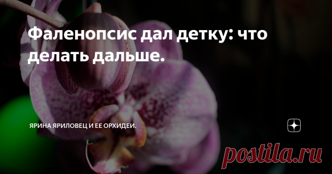 Фаленопсис дал детку: что делать дальше. Я уже писала, при каких условиях моноподиальная орхидея может детковаться. Настало время рассказать, что же делать с этим дальше.