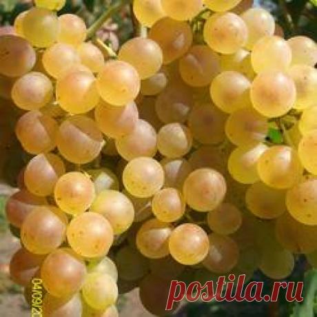 Виноград Кристал - купить саженцы из питомника, цена в Нижнем Новгороде