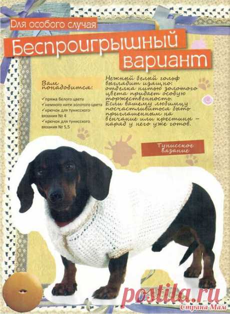 Для братьев наших меньших. И сестер))) - Вязание - Страна Мам