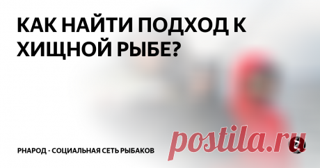 КАК НАЙТИ ПОДХОД К ХИЩНОЙ РЫБЕ? Статья на портале РНарод
Все мы, так или иначе, привыкли искать хищника на водоеме, перемещаясь от бровки к бровке, от коряжки к травке, или на оборот. Так или иначе, активно перемещаться, подбирать приманки. Но в некоторые дни достаточно лишь встать на удобное место и ждать подхода хищника.