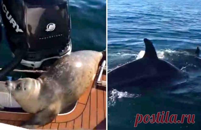 Драматическое видео! Морской котик спасается от косаток.