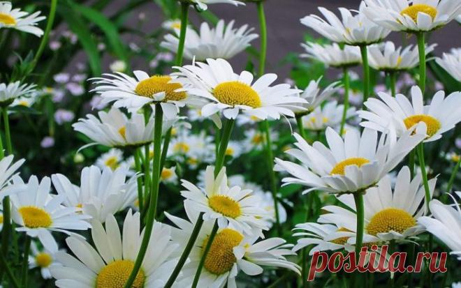 Ромашка садовая крупная многолетняя: посадка и уход