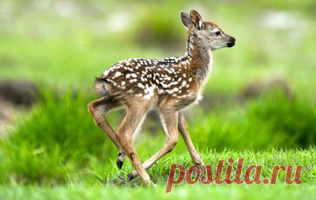 В филиале Московского зоопарка в Великом Устюге появился на свет олененок. Зоологи уже определили пол детеныша - это самка